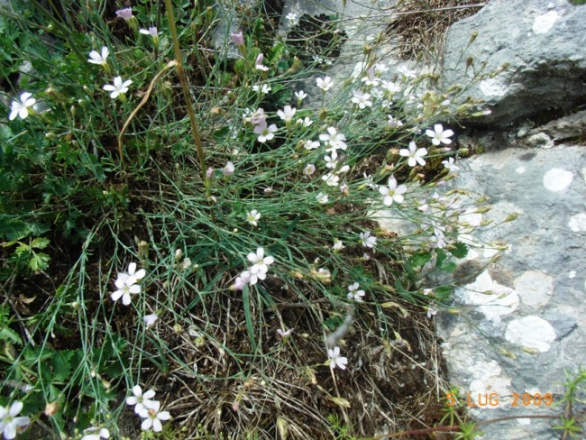 Matese - Petrorhagia saxifraga